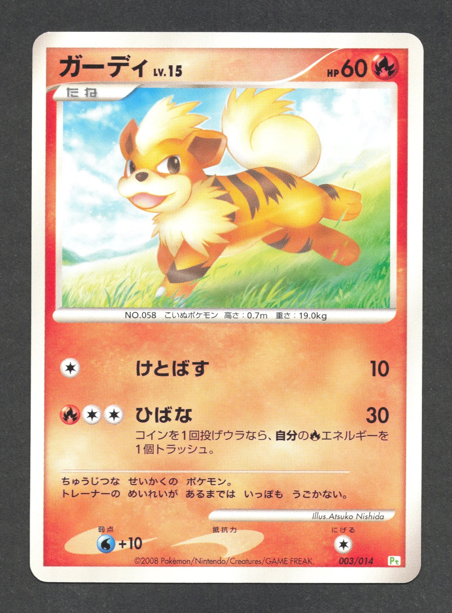 003/014 Caninos CO JP - Gift Box Dpt Turtwig